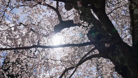 Spring Cherry Blossoms In Bloom Tree Macro Close Up Wide Video stock 266450722