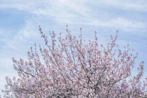 Spring Cherry Blossoms in Bloom Under Blue Sky 写真素材