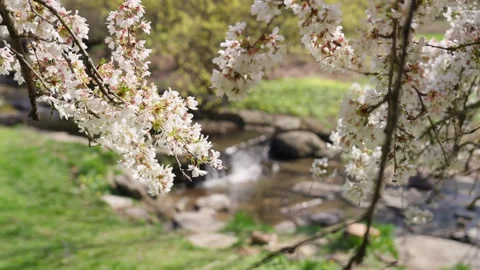 Spring Cherry Blossoms In Bloom With Waterfall Close Up Wide Video stock 266450817