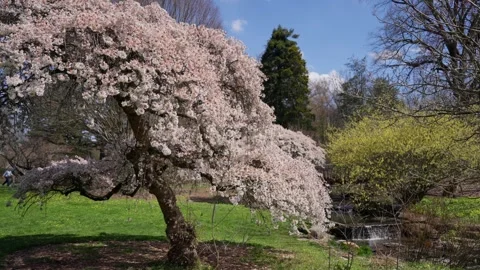 Spring Cherry Blossoms In Bloom With Waterfall Close Up Wide 動画素材 266450821
