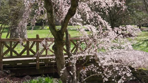 Spring Cherry Blossoms In Bloom With Waterfall Close Up Wide Stock Footage 266450824