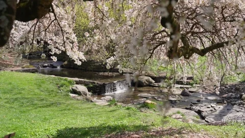 Spring Cherry Blossoms In Bloom With Waterfall Close Up Wide Stock Footage 266450825