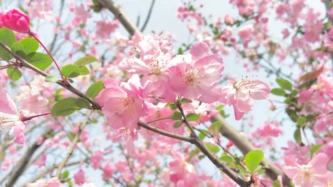 Spring Cherry Blossoms Blooming 4K Closeup Footage Stock Footage 341862913