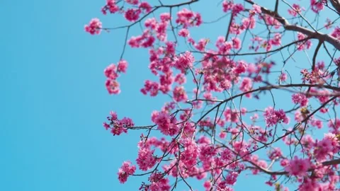Spring Cherry Blossoms Blooming Against a Clear Blue Sky Delicate and Beautiful 動画素材 341908986