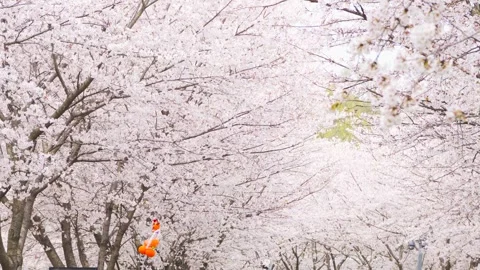 Spring Cherry Blossoms Blooming in a Lush Park Setting Stock Footage 342243399