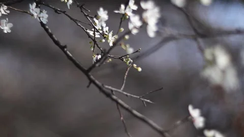 Spring Cherry Blossoms Blooming on Tree Branch in Soft Natural Bokeh Stock Footage 330542200