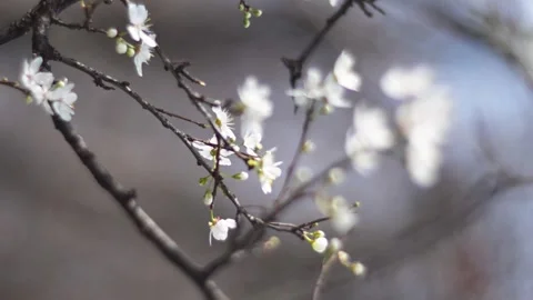 Spring Cherry Blossoms Blooming on Tree Branch in Soft Natural Bokeh Stock Footage 330542341