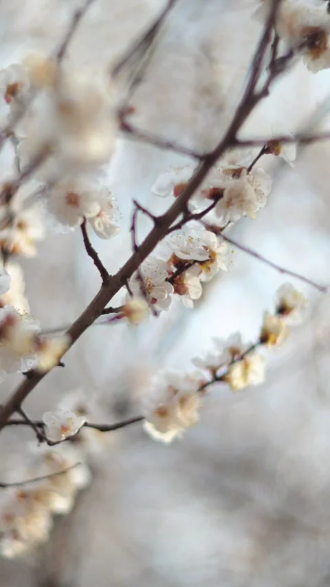 Spring Cherry Blossoms Blooming on Tree Branch in Soft Natural Bokeh Stock Footage 330597093