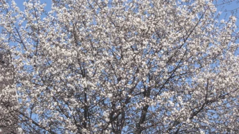 Spring Cherry Blossoms Blooming On Tree New York City 1960s Stock Footage 339653795