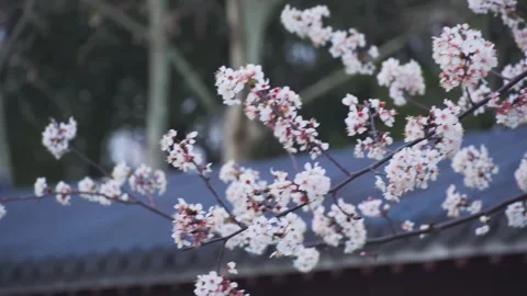 Spring Cherry Blossoms Blooming on Tree Branches in a Peaceful Garden Setting Stock Footage 342222807