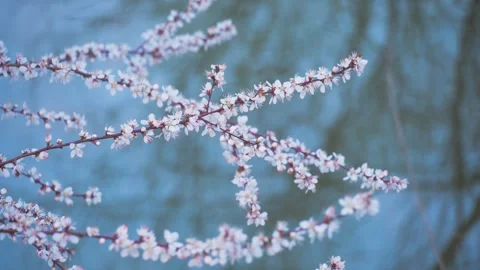 Spring cherry blossoms blooming on tree branches against a blue water background Video stock 342333915