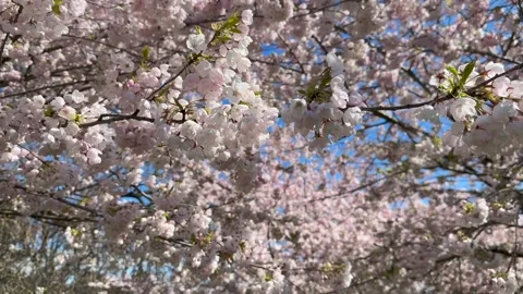 Spring Cherry Blossoms blowing in the breeze Stock Footage 239073276