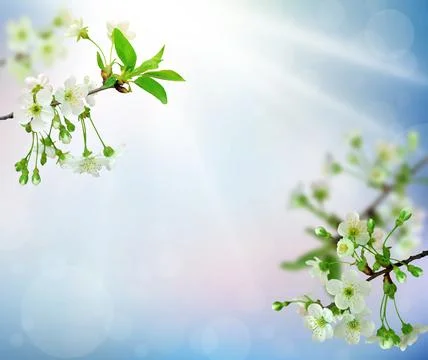 Spring cherry blossoms on blue background. Blossoming cherry. Branches of che Stock Photos