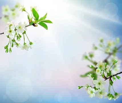 Spring cherry blossoms on blue background. Blossoming cherry. Branches of che Stock Photos