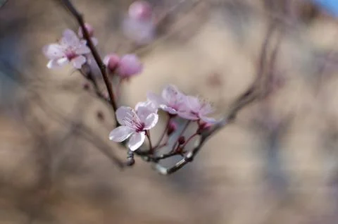 Spring Cherry blossoms on blurred background Stock Photos
