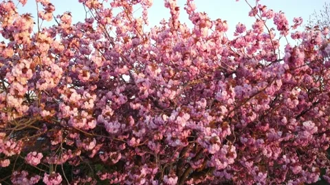 Spring cherry blossoms, cherry tree, aerial view by drone, close-up pink leaves 库存影片 149997545