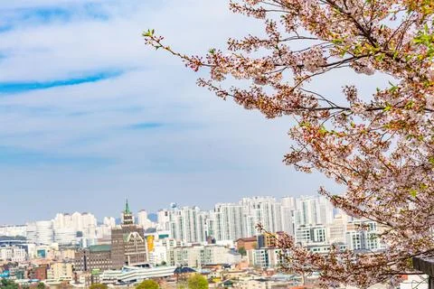 Spring cherry blossoms with cityscape view in Suwon South Korea showing urb.. Fotos Stock