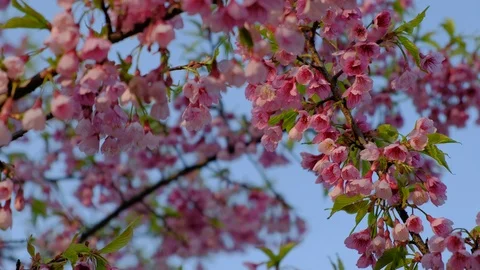 Spring cherry blossoms covered with branches 스톡 동영상 95904142