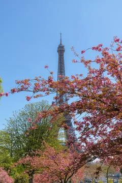 Spring cherry blossoms creating a soft natural frame for the Eiffel Tower, Paris Stock Photos