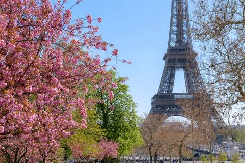 Spring cherry blossoms creating a soft natural frame for the Eiffel Tower, Paris Stock Photos