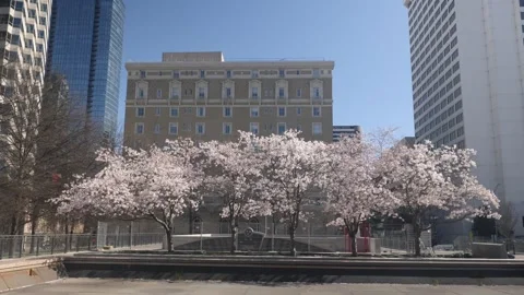 Spring cherry blossoms in downtown park Stock Footage 311944310