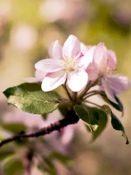 Spring Cherry blossoms flowers. Panoramic Spring white flowers on a tree. Stock Photos