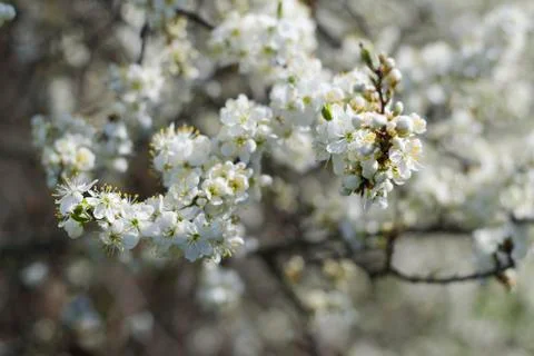 Spring Cherry blossoms flowers. Spring white flowers on a tree. Stock Photos
