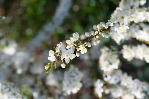 Spring Cherry blossoms flowers. Spring white flowers on a tree. Stock Photos