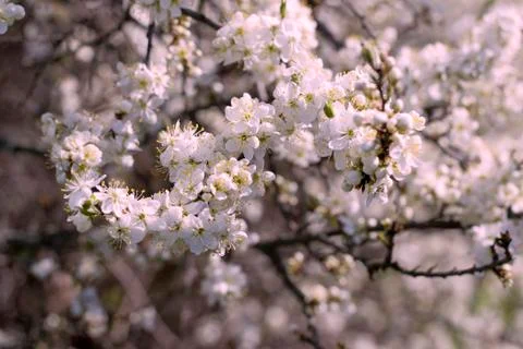 Spring Cherry blossoms flowers. Spring white flowers on a tree. Stock Photos