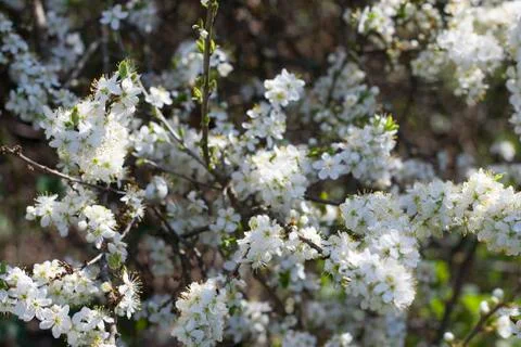 Spring Cherry blossoms flowers. Spring white flowers on a tree. Stock Photos