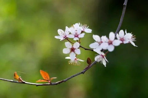 Spring Cherry blossoms flowers. Spring white flowers on a tree. Stock Photos