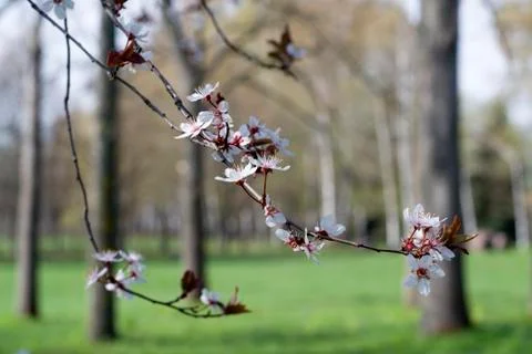Spring Cherry blossoms flowers. Spring white flowers on a tree. Stock-Fotos