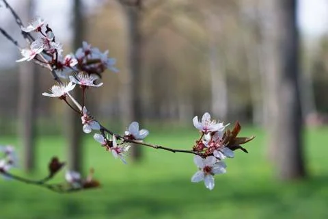Spring Cherry blossoms flowers. Spring white flowers on a tree. Stock Photos