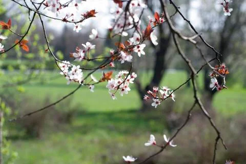 Spring Cherry blossoms flowers. Spring white flowers on a tree. Stock Photos