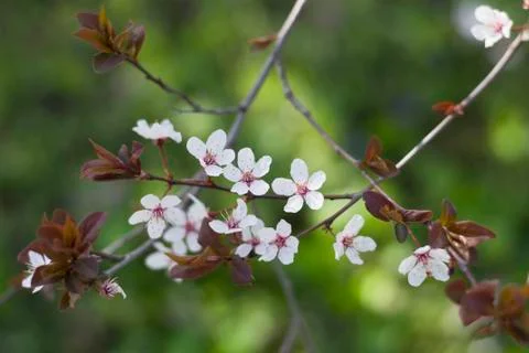 Spring Cherry blossoms flowers. Spring white flowers on a tree. Foto stock