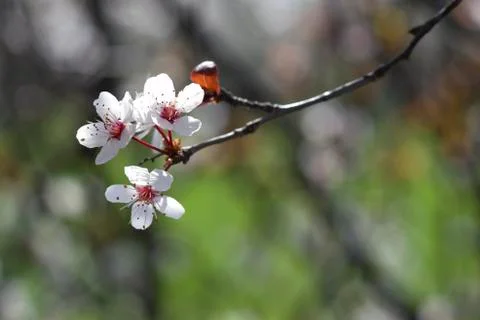 Spring Cherry blossoms flowers. Spring white flowers on a tree. Stock Photos