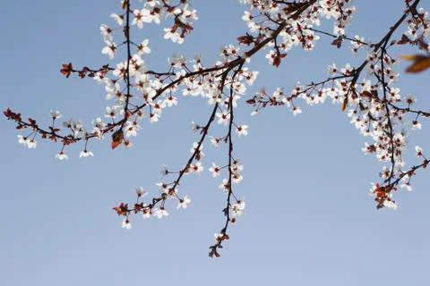 Spring Cherry blossoms flowers. Spring white flowers on a tree. Stock Photos