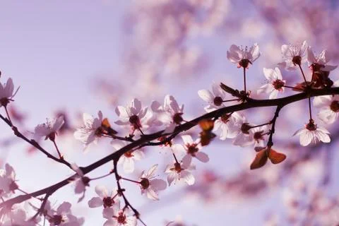 Spring Cherry blossoms flowers. Spring white flowers on a tree. Stock Photos