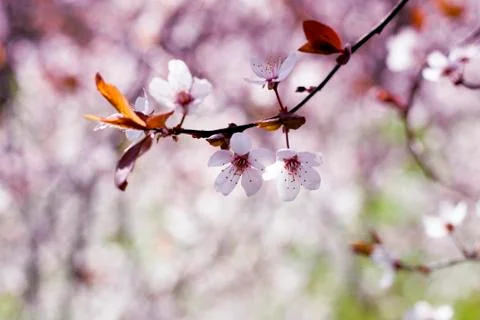 Spring Cherry blossoms flowers. Spring white flowers on a tree. Stock Photos