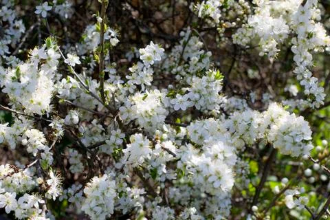 Spring Cherry blossoms flowers. Spring white flowers on a tree. 스톡 사진