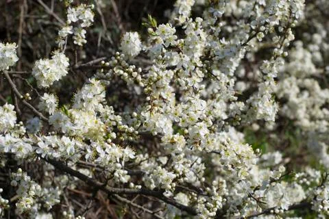 Spring Cherry blossoms flowers. Spring white flowers on a tree. Stock Photos