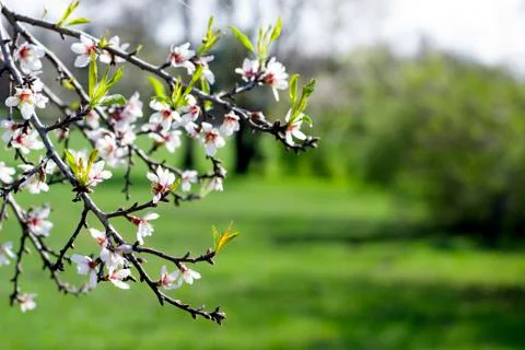 Spring Cherry blossoms flowers. Spring white flowers on a tree. Stock Photos