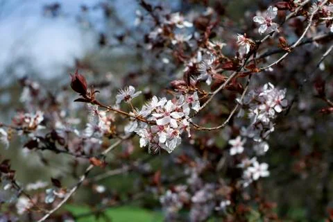 Spring Cherry blossoms flowers. Spring white flowers on a tree. Stock Photos