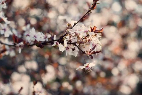 Spring Cherry blossoms flowers. Spring white flowers on a tree. Stock Photos
