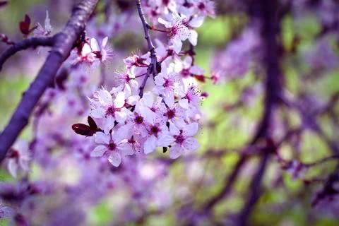 Spring Cherry blossoms flowers. Spring white flowers on a tree. Stock Photos