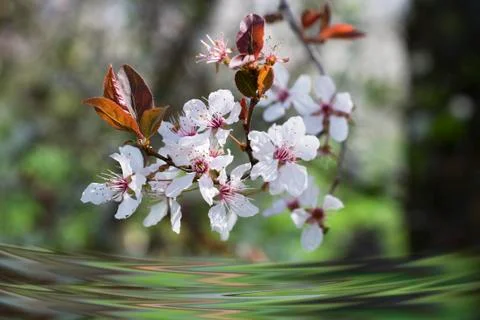 Spring Cherry blossoms flowers. Spring white flowers on a tree. Stock Photos
