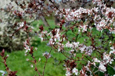 Spring Cherry blossoms flowers. Spring white flowers on a tree. Stock Photos
