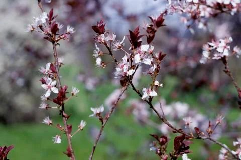 Spring Cherry blossoms flowers. Spring white flowers on a tree. Stock Photos