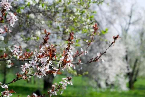 Spring Cherry blossoms flowers. Spring white flowers on a tree. Stock Photos