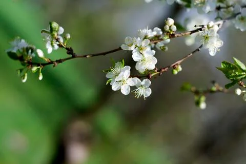 Spring Cherry blossoms flowers. Spring white flowers on a tree. Foto stock